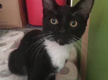 0f0f5fadccd24badbc15eca2861a9171