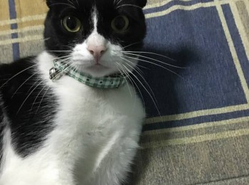 1752316914266539973557243973282444396108918n