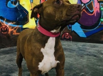 c821660d3ae248bf8dda5558447e31ab