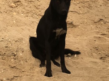 whatsappimage2018-08-06at175600