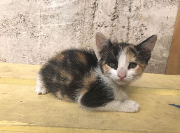 whatsappimage2018-11-22at092242